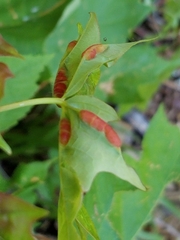 Dasineura communis
