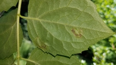 Liriomyza philadelphivora