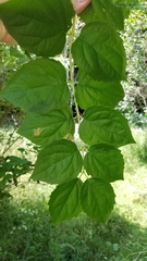 Liriomyza philadelphivora