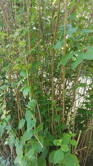 Liriomyza philadelphivora