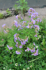Geranium pratense