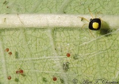 Theridula opulenta
