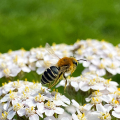 Colletes