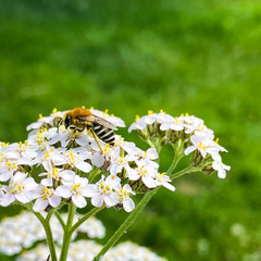Colletes