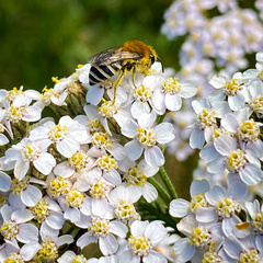 Colletes