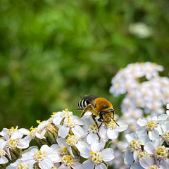 Colletes