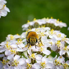 Colletes