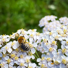 Colletes
