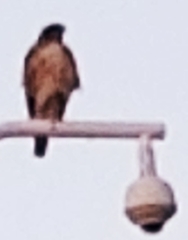 Buteo jamaicensis