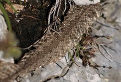 Vipera ursinii
