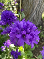 Campanula glomerata