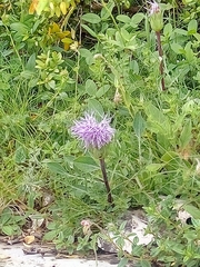 Carthamus mitissimus