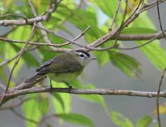 Vireo leucophrys
