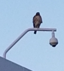 Buteo jamaicensis