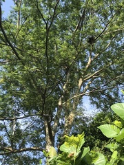 Parkia speciosa