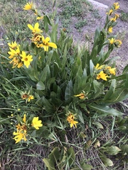 Wyethia amplexicaulis