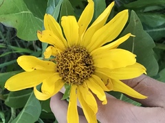Wyethia amplexicaulis