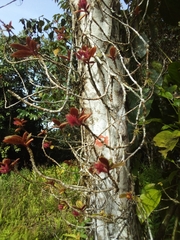 Columnea domingensis