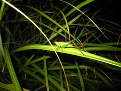 Conocephalus gigantius
