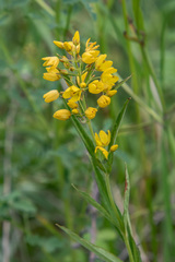 Lysimachia davurica
