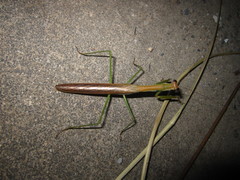 Tenodera aridifolia