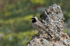 Eremophila alpestris bicornis