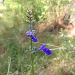 Salvia laevis