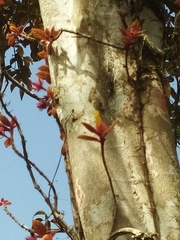 Columnea domingensis