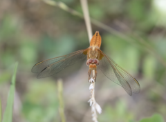 Crocothemis erythraea