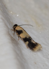 Ectoedemia decentella