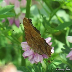 Polygonia comma
