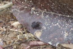 Rhinella castaneotica