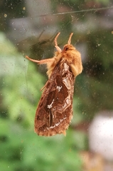 Korscheltellus fusconebulosa