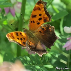 Polygonia comma