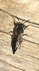Coelioxys