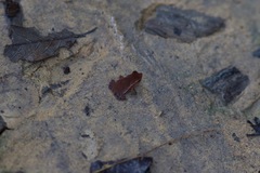 Rhinella proboscidea