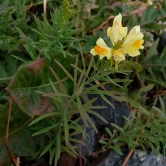 Linaria vulgaris