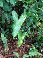 Alocasia longiloba