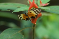 Heliconius numata silvana