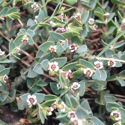 Euphorbia pueblensis