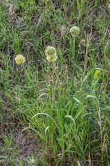 Allium obliquum