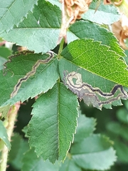 Stigmella anomalella