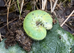 Cimbex femoratus