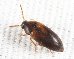 Hallomenus scapularis