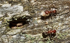 Polyergus bicolor