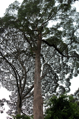 Dryobalanops oblongifolia