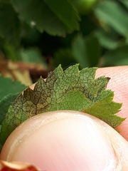 Stigmella anomalella