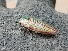 Buprestis striata