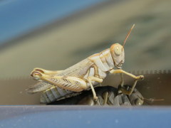 Aeoloplides californicus