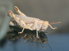 Aeoloplides californicus